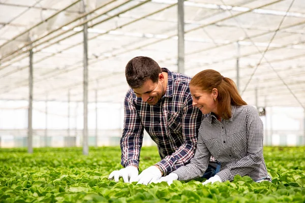Två agronom ingenjör kontrollerar kvaliteten på sallad plantage. — Stockfoto