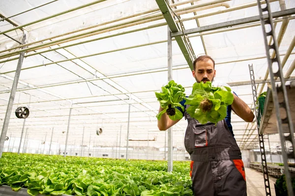 Trabajador trabajando en el invernadero cerca de una plantación de ensaladas — Foto de Stock