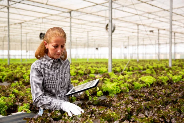 현대 온실에서 샐러드 식물을 분석하는 여성 농업학자 — 스톡 사진