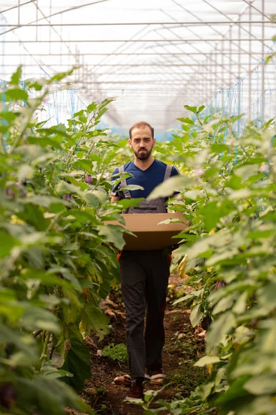 工人在茄子植物中带着箱子 — 图库照片