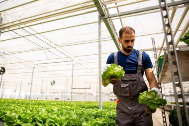 Salata arabasında düzenleme yapılan bir işçi ile alt görünüm