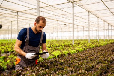 Genç agronomist salata bitkileri analiz eder ve tablet bakar