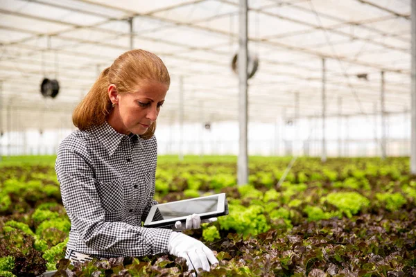 Kvinnlig forskare analyserar salladsväxter i ett växthus — Stockfoto