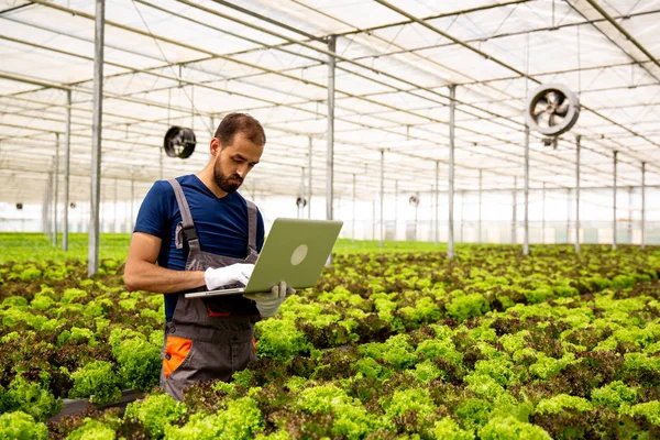 Кавказский рабочий заметил что-то на ноутбуке на салатной плантации. — стоковое фото