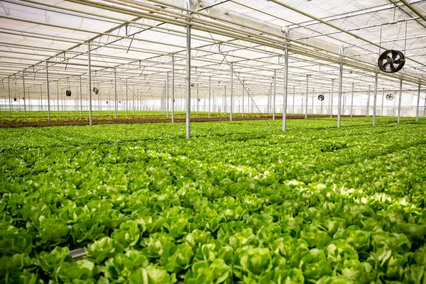 Salada verde orgânica em estufa com tecnologia moderna — Fotografia de Stock
