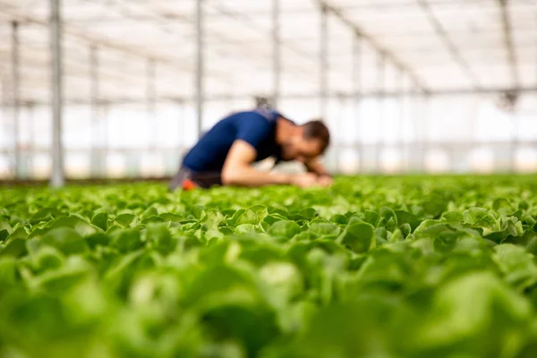 サラダ作物を見て近代的な温室の労働者 — ストック写真