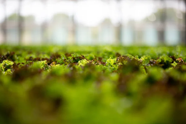 Estufa com tecnologia moderna para o cultivo de salada verde de ogranic — Fotografia de Stock