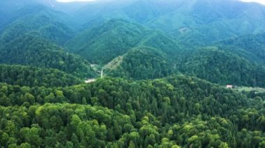 Yeşil orman ağaçlarının büyüyen hava aracı görüntüsü