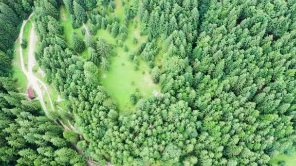 Prachtige drone luchtbeelden van groen bos en natuurpark — Stockvideo