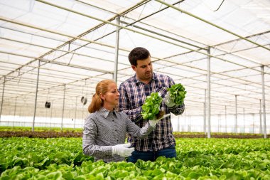 İki araştırmacı salata bitkilerinin gelişimini inceliyor.
