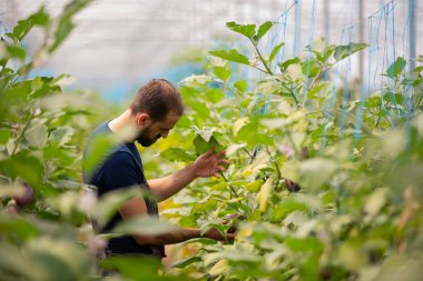 İşçi hasat etmeden önce patlıcan bitkilerini analiz eder.