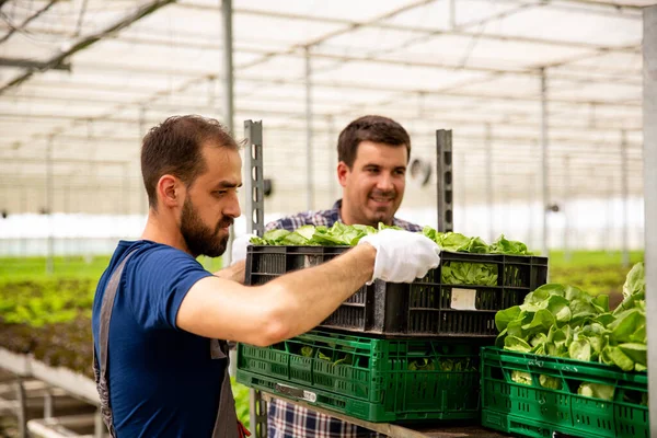 Två arbetare ordnar lådorna med sallad på vagnen — Stockfoto