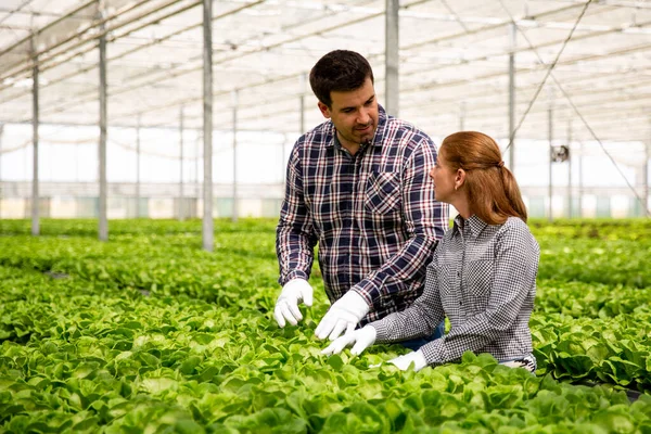 Två agronomer diskuterar salladsplantage — Stockfoto