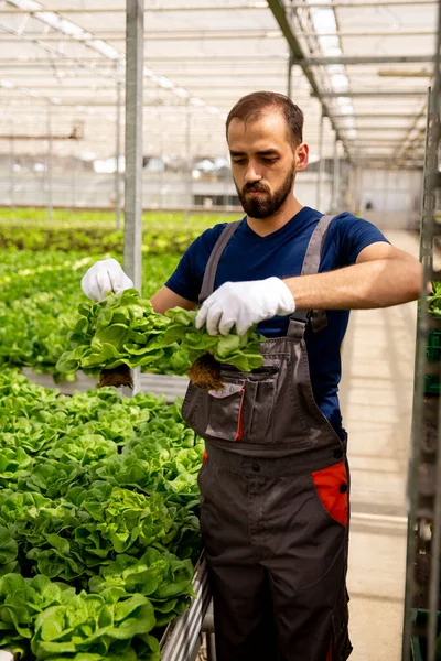 Trabajador sosteniendo 2 ensaladas en su mano y preparándose para ponerlas en la caja — Foto de Stock