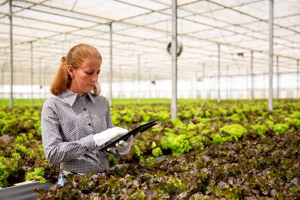 Женщина-работница исследует салатные растения с таблетками в руке — стоковое фото