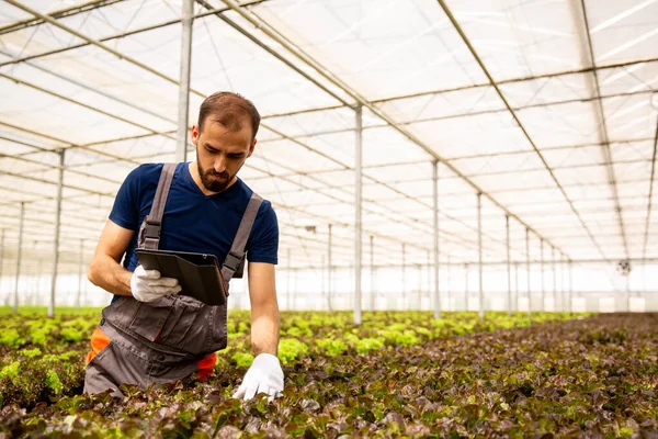 Joven agricultor que controla el estado de las plantas de ensalada — Foto de Stock