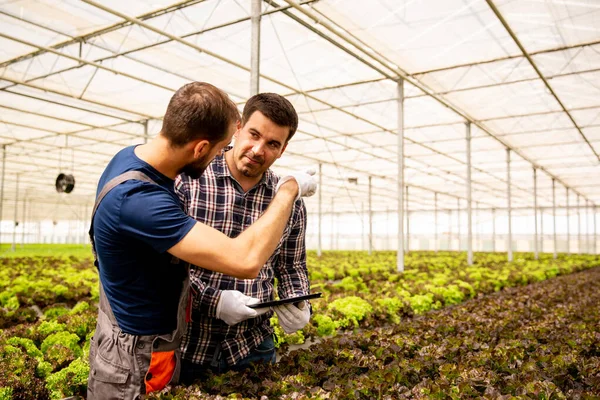 Two researchers discuss salad plants and gesticulate