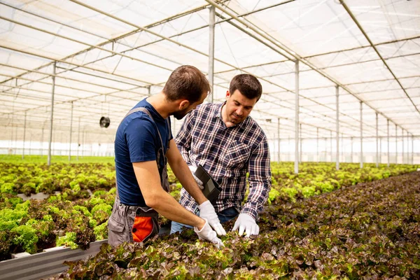 Dois pesquisadores monitoram a condição das plantas de salada — Fotografia de Stock