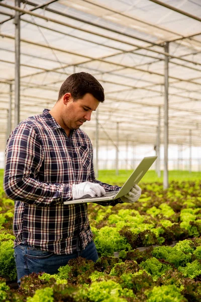 Agricultor com um laptop na mão perto de uma plantação de salada — Fotografia de Stock