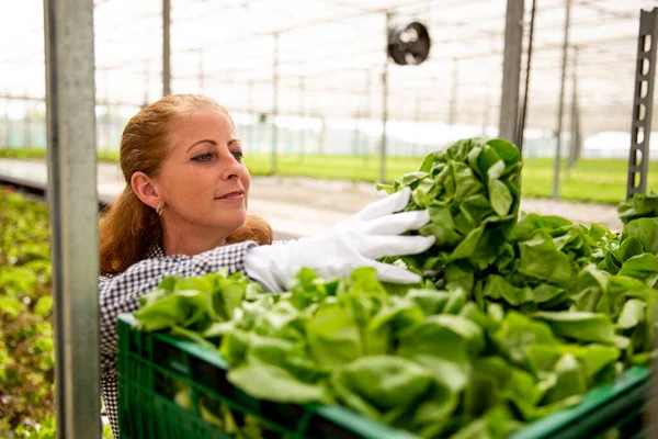 Женщина-работница салатные растения в корзине — стоковое фото