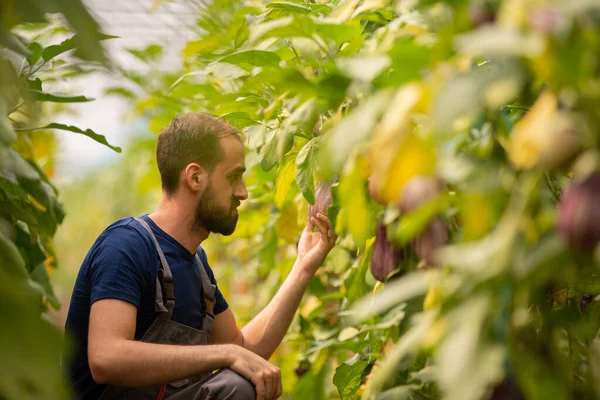 De werknemer die verse aubergines uit de kas verzamelt — Stockfoto