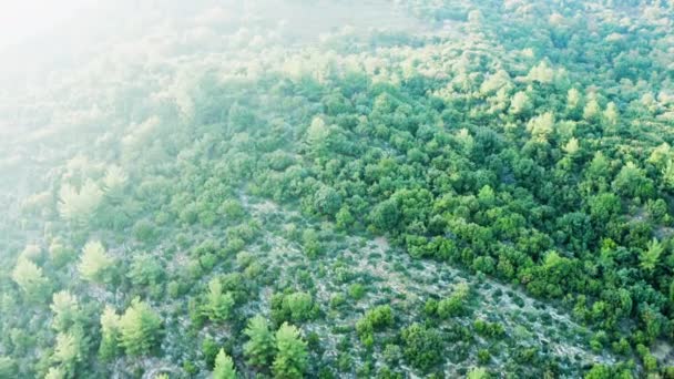 Дрон летить над красивим зеленим лісом на скелястих горах — стокове відео