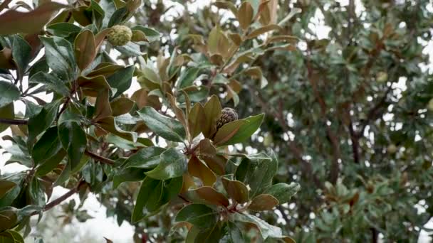 Water drops from the rain on magnolia buds — Stock Video