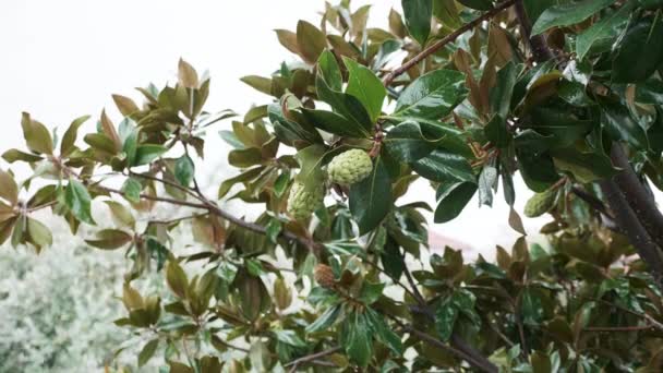 Magnolienknospen mit Wassertropfen aus dem Regen — Stockvideo