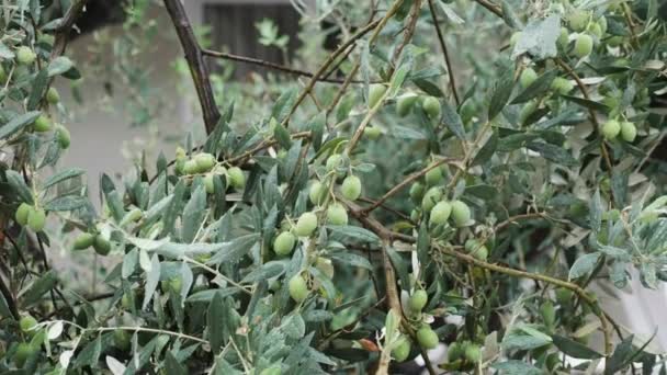 Nahaufnahme von Olivenbaumbänken unter Regen — Stockvideo