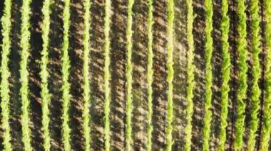 Gün batımında bir üzüm bağının üzerinde uçmak