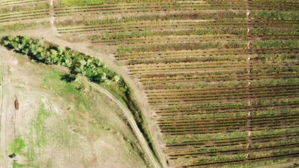 Luftaufnahmen: Blick von oben auf den wunderschönen Weinberg — Stockvideo