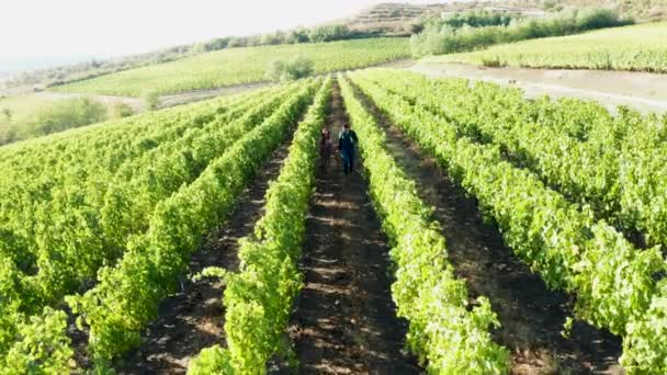 美しい白人カップルワインのグラスとブドウ畑を歩く — ストック動画