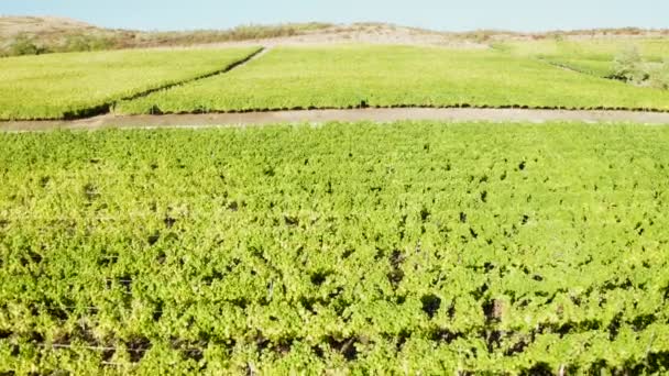 Vliegen over groene wijngaard bij zonsondergang — Stockvideo