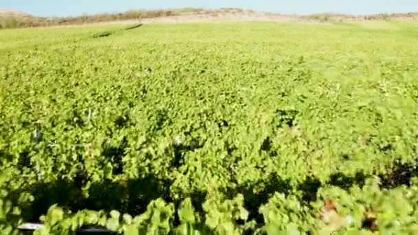 Bajo vuelo aéreo sobre un viñedo verde — Vídeos de Stock