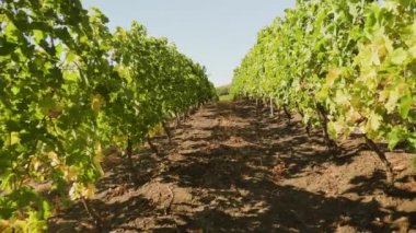 Sonbaharda üzüm bağı, yürüyüş.