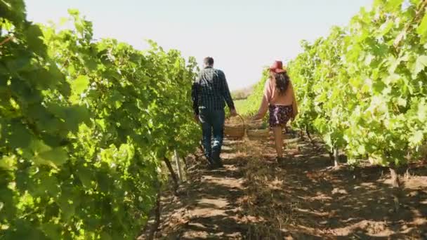 Чоловік і жінка носять два кошики з виноградом — стокове відео