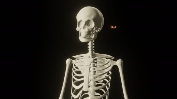 Zoom aus medizinischem Skelett mit Namen der Knochen — Stockvideo