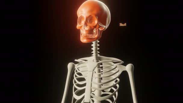 Zoom uit van het medische skelet met botnamen die verschijnen — Stockvideo