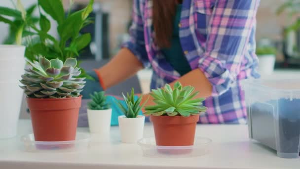 植え替えのための花を選ぶ女性 — ストック動画