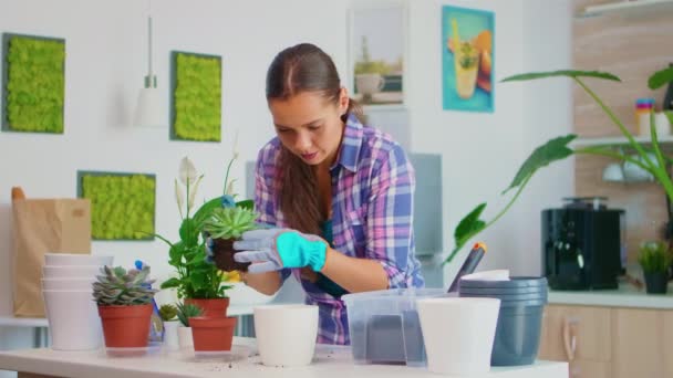 Het regelen van de bloem in pot — Stockvideo