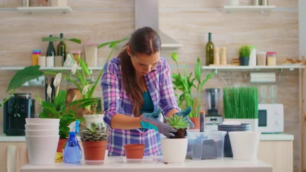 Replanting flower in bigger pot — Stock Video