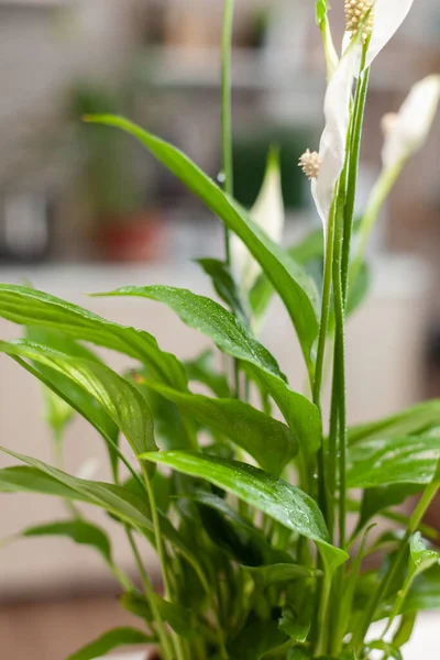 Sluiten van de bloem — Stockfoto