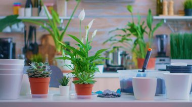 Bahçe işleri için bitkiler.