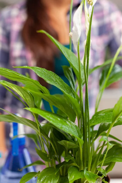 Vrouw die voor huisplant zorgt — Stockfoto