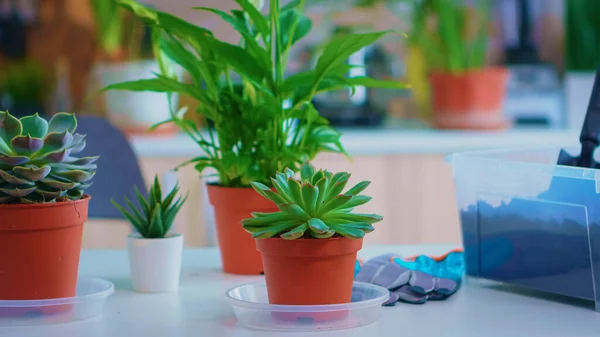 Sluitingen van bloemen op keukentafel — Stockfoto