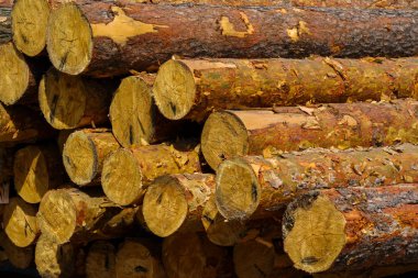 yuvarlak günlükleri. bir sürü kesilen günlükleri.