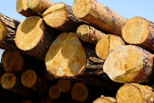 Troncos de madera primer plano apilados en una pila — Foto de Stock