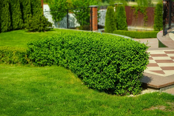 Arbustos verdes de corte lineal en el diseño del paisaje — Foto de Stock