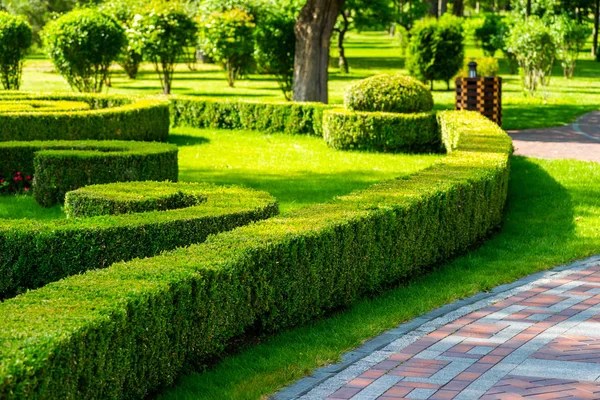 Geometric bushes and a lawn — Stock Photo, Image