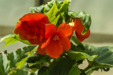 sera içinde farklı çiçekler